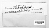 Irpex lacteus image
